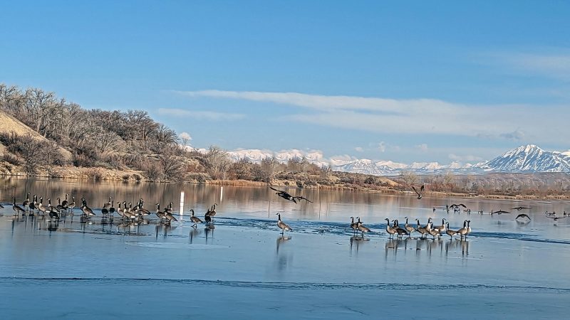 Delta's ice-covered Sweitzer Lake hosting Canada Geese by Deb Reimann