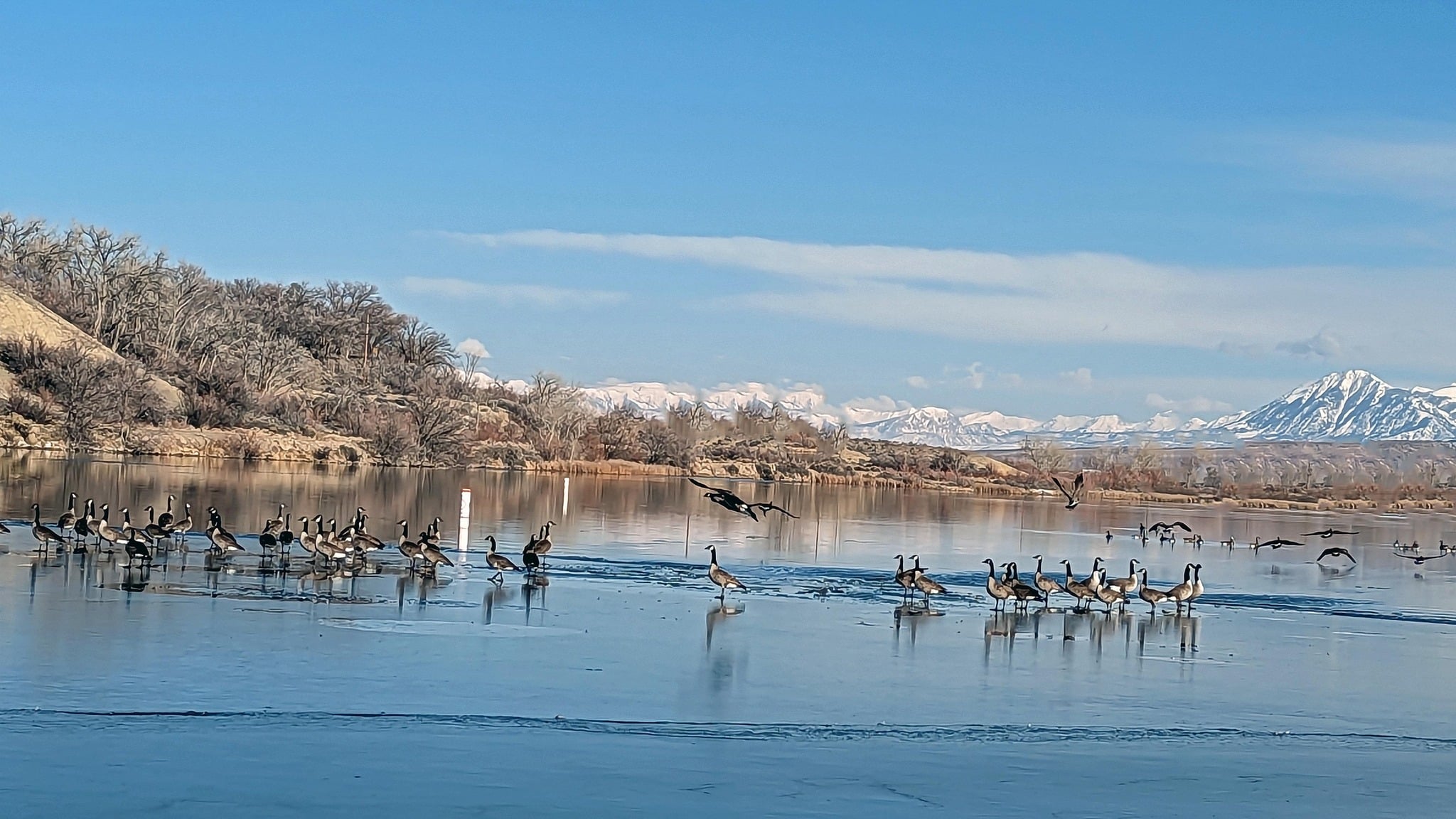 Delta's ice-covered Sweitzer Lake hosting Canada Geese by Deb Reimann